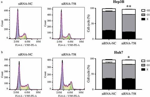 Figure 9. The distribution of the cell cycle in (a) Hep3B and (b) Huh7 cells was detected by flow cytometry. The number of cells arrested in G2/M phase was increased significantly in Hep3B (**P < 0.01) and Huh7 (*P < 0.05) cells.