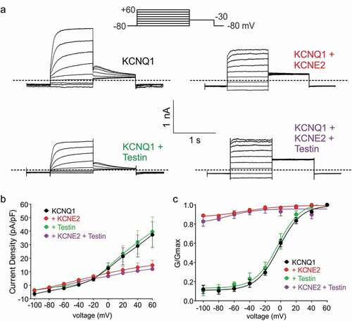 Figure 3. Testin does not alter KCNE2 modulation of KCNQ1