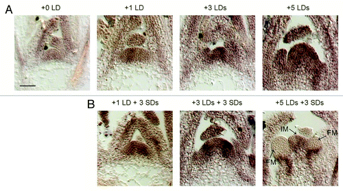 Figure 1. Expression pattern of AGL24 in response to photoperiod. (A) In situ hybridizations of AGL24 on apices of wild-type Columbia grown for 2 weeks in SDs (0 LDs) and then transferred to LDs for one, three or five days. (B) Analysis of AGL24 expression by in situ hybridizations after transient exposure of SD-grown plants to LDs. Plants were grown for two weeks in SDs, transferred to LDs and then back to SDs as indicated. Samples were harvested at ZT8. The in situ probe spans the 3′ end and 3′ UTR regions of the AGL24 transcript, and has been described in.Citation14 For hybridization methods see.Citation9 IM: inflorescence meristem; FM: floral meristem. Bar = 50μm.