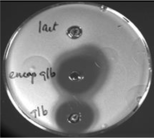 Figure 2. A plate asay demonstrating inhibition of C. difficile (clinical isolate) growth by an (1) encapsulated and (2) non-protected naturally occurring fatty acid. The comparative control is a bacteriocin. Encapsulation enables consumption and maintenance of efficacy in the intestines while, in the unprotected form, the FA demonstrates emolient properties considered an advantage over harsh alcohol-based hand hygiene alternatives. Previously published in: Flanagan J, Su J, O’Brien C, O’Riordan B, Singh H, Dunne, C. Microencapsulating properties of Acacia (sen) SUPER GUMTM . Foods and Food Ingredients Journal of Japan 2008; 213: 256–62.