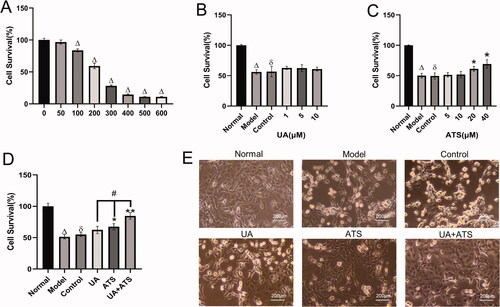 Figure 4. Effects of UA and ATS on H2O2 -induced nerve damage. (A) Effects of H2O2 on PC12 cells viability. (B) PC12 cells were treated with different concentrations of ATS for 24 h, then treated with 250 μM H2O2 for 4 h, and cell viability was evaluated by CCK-8 assay. (C) PC12 cells were treated with different concentrations of UA for 24 h, then treated with 250 μM H2O2 for 4 h, and cell viability was evaluated by CCK-8 assay. (D) PC12 cells were pre-incubated with UA (5 μM) or, and ATS (40 μM) for 24 h, then treated with 250 μM H2O2 for 4 h, and cell viability were evaluated by CCK-8 assay. E, Cell morphology of each group under a light microscope (×200). *p < 0.05, **p < 0.01, vs. control; Δp < 0.01 vs. normal; ðp > 0.05 vs. model; #p < 0.05 vs. UA or ATS group.