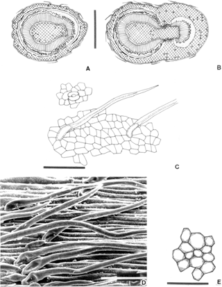 Figure 1 Primary stem. (A) Primary stem; (B) relation between the vascular system of the stem and the leaf; (C) epidermis in superficial view; (D) SEM photomicrography of trichomes; (E) collenchyma in transverse cut. Bar size: 100 µm (C–E); 1 mm (A, B).