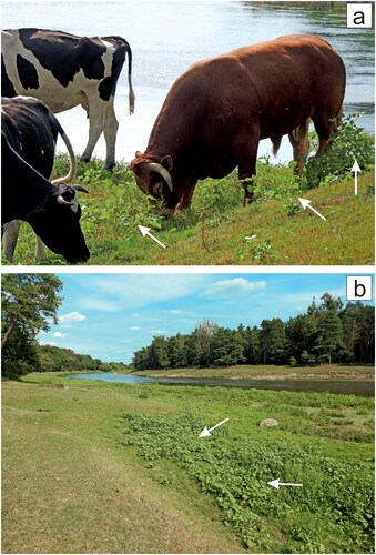 Figure 3. Herbivores are discouraged from eating cockleburs. Xanthium spp. are annual herbaceous plants with a global distribution and are considered gregarious weeds. Cattle avoid consuming free-living X. strumarium (a), while the aerial parts of other plants are almost completely consumed; see the right side of (a) and the left side of (b). White arrows indicate common cocklebur associations or single specimens near the bank of the Warta River, Obrzycko, Wielkopolska/Greater Poland Voivodeship, Poland. The figure was created by the author with CorelDRAW.