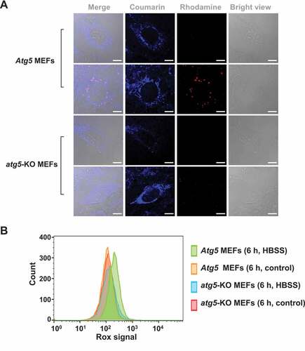 Figure 7. Atg5 dependent turn-on red fluorescence in IMCLAM+ MEF cells in mitophagy. Atg5 MEFs or atg5-KO MEF cells were cultivated for 1 h with AzProRed-ΔΨm (2 μM), washed with PBS three times and then cultured in DMEM with DBCOBlue-ΔΨm (3 μM) for 1.5 h. The cells were maintained for 6 h in HBSS deficient in amino acids. Atg5 MEFs and atg5-KO MEFs cultured in DMEM were used as the controls. These cells were washed with PBS three times and then analyzed by confocal microscopy (A) and flow cytometry (B). Scale bars: 10 μm