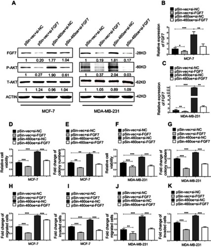 Figure 7 FGF7 and downstream signaling mediate the oncogenic roles of Linc00460 in breast cancer cells. (A) Protein levels of FGF7 and phosphorylated and total AKT in four groups of MCF-7 and MDA-MB-231 cells (pSin-vec+si-NC,pSin-vec+si-FGF7, pSin-460oe+si-NC, pSin-460oe+si-FGF7) were determined by Western blot with β-Actin as input control. (B–C) Expression levels of FGF7 were examined by qRT-PCR in four groups of MCF-7 and MDA-MB-231 cells (pSin-vec+si-NC,pSin-vec+si-FGF7, pSin-460oe+si-NC, pSin-460oe+ si-FGF7). GAPDH was used as input control. (D–E and H–I) MCF-7-pSin-460oe cells or -vector cells were transfected with FGF7 siRNAs (si-FGF7) or negative control scrambled oligonucleotides (si-NC). (D) Cell viabilities were assessed by MTT assay after 5 days. (E) Colony formation was quantified after 10 days of culture. (H–I) Migration and invasion were determined by transwell assays. (F–G and J–K) MDA-MB-231-pSin-460oe cells or -vector cells were transfected with FGF7 siRNAs (si-FGF7) or scrambled oligonucleotides (si-NC) (F) Cell viabilities assessed by MTT assay after 5 days. (G) Colony formation was quantified after 10 days of culture. (J–K) Migration and invasion were determined by transwell assays. All data are present as mean ± SD from three independent experiments. *P<0.05; **P<0.01 (Student’s t-test).