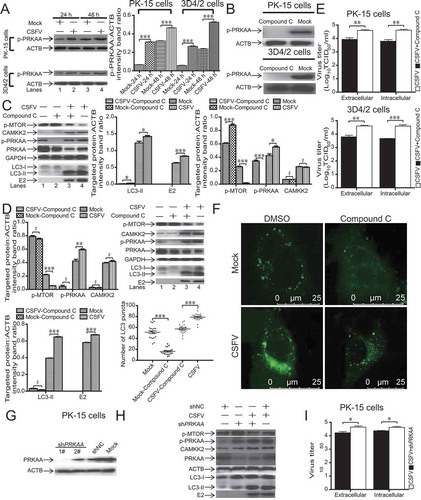 Figure 4. PRKAA is an upstream switch of MTOR in CSFV-mediated autophagy. (A) 3D4/2 and PK-15 cells were infected with CSFV at an MOI of 1 or mock-infected. At 24 and 48 hpi, cell samples were analyzed by immunoblotting with antibodies against p-PRKAA and ACTB (loading control). The level of protein was quantified using Image-Pro Plus. Error bars indicate the mean (± SD) of 3 independent experiments. *, P < 0.05; **, P < 0.01; and ***, P < 0.001 (one-way ANOVA). (B) 3D4/2 and PK-15 cells were pretreated with compound C (50 µM) or DMSO (control) for 24 h, and cell samples were analyzed by immunoblotting with antibodies against p-PRKAA and ACTB (loading control). (C and D) PK-15(C) and 3D4/2(D) cells were pretreated with compound C (50 µM) or DMSO (control) for 1.5 h after 1.5 h of virus absorption at an MOI of 1 and mock infection. The host cells were further cultured in fresh medium in the presence or absence of compound C (50 µM). At 36 hpi, cell samples were analyzed by immunoblotting with antibodies against p-MTOR, LC3B, PRKAA, p-PRKAA, CAMKK2, CSFV-E2, and ACTB (loading control). The level of protein was quantified using Image-Pro Plus. Error bars indicate the mean (± SD) of 3 independent experiments. *, P < 0.05; **, P < 0.01; and ***, P < 0.001 (one-way ANOVA). (E and I) 3D4/2 and PK-15 cells were pretreated and infected as described in (C, D, and H). At 48 hpi, both the intracellular and extracellular viral titers were measured by TCID50. Error bars indicate the mean (± SD) of 3 independent experiments. *, P < 0.05; **, P < 0.01; and ***, P < 0.001 (one-way ANOVA). (F) PK-15 cells were pretreated and infected as described in (C). At 48 hpi, cells were analyzed as described in the legend to Figure 2F. (G) PK-15 cells were transfected with negative control shRNA or specific shRNA against PRKAA for 48 h and then analyzed by western blotting. (H) PK-15 cells were transfected with either shNC or PRKAA-specific shRNA for 6 h and then infected with CSFV or mock-infected for an additional 48 h, after which cells were harvested for western blotting assay