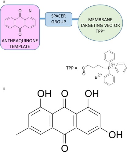 Figure 1. (a) Bacteria-Targeting Concept: Spacer-linked Anthraquinone-TPP (AQ-TPP) Conjugates. (b) Anthraquinone natural product: emodin.