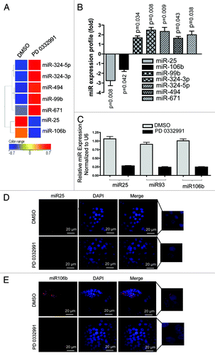 Figure 1. MicroRNA profiling and validation in MCF7 cells in response to CDK4/6 inhibitor. (A) Heat map of differentially regulated microRNAs. (B) Graphic representation of differentially expressed microRNAs in response to DMSO or PD 0332991. (C) qRT-PCR validation of miR 25, 93 and 106b. (D) In situ hybridization detection of miR-25. (E) In situ hybridization detection of miR-106b. Each data point is a mean ± SD from three or more independent experiments. p < 0.05 were considered as significant.