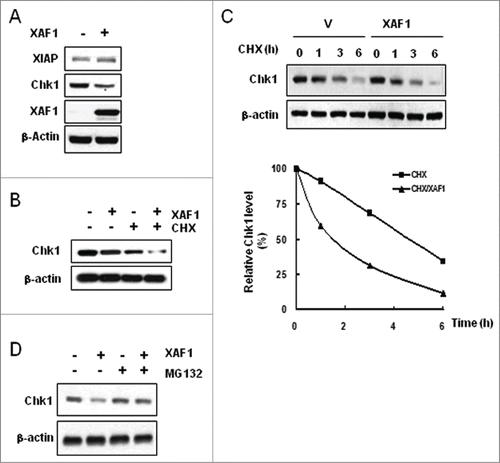 Figure 3. XAF1-mediated degradation of Chk1. (A) A549 cells were transfected with control vector or with plasmid construct encoding XAF1, and incubated for 30 hr. Whole cell extracts were immunoblotted with the indicated antibodies. β-actin was used as a loading control. (B) XAF1- or empty vector-expressed cells were treated for 4 hr with DMSO or with 100μg/ml cycloheximide (CHX). Levels of Chk1 protein were determined by protein gel blot analysis. β-actin was used as a loading control. (C) XAF1- or empty vector-expressed cells were treated with 100μg/ml CHX for the indicated times. Levels of Chk1 protein were determined by protein gel blot analysis (upper panel). Band intensity of Chk1 protein was determined by densitometry, and normalized against the zero hour control, which was set as 100%. Graphical representation of the densitometric analysis of Chk1 allows measurement of Chk1 half-life (Lower panel). (D) XAF1- or empty vector-expressed cells were treated with 10 μM MG132 for 4 hr. Levels of Chk1 protein were determined by western blotting analysis. β-actin was used as a loading control.