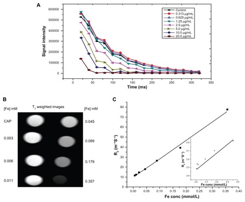 Figure 7 Magnetic resonance imaging properties of FA-SPIONs: (A) signal intensity weighted images (TR 1/4 10,000 ms, TE 1/4 10 ms) of FA-SPIONs in phantom agar gel at various iron concentrations at 25°C, blank phantom agar gel was taken as a control (data as mean intensity within region of interest (ROI)); (B) T2-weighted MR images of FA-SPION in phantom gel with various concentrations at 4.7 T. (C) Graphs of R2 (R1 inset) against the iron concentration in FA-SPION.Abbreviations: TR, repetition time; TE, echo time; T2, transverse relaxation time; R2, transverse relaxation rate; R1, longitudinal relaxation rate; ROI, region of interest; FA-SPIONs, folic acid conjugated superparmagnetic iron oxide nanoparticles.