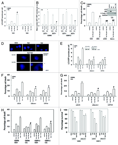 Figure 2. Valproate enhances salinomycin toxicity through multiple mechanisms. (A) GBM5 cells were transfected with a plasmid to express LC3-GFP. Twenty-four hours after transfection cells were treated with vehicle or with 3-methyl adenine (3MA) (10 mM) followed 30 min later by vehicle (DMSO), sodium valproate (750 μM), salinomycin (100 nM), or the drugs combined. Cells were examined 12 h after drug exposure and the mean number of LC3-GFP punctae per cell were determined (n = 3, ± SEM). #P < 0.05 greater than salinomycin value. (B) GBM6 and GBM12 cells were transfected with a plasmid to express LC3-GFP-RFP. Twenty-four hours after transfection cells were treated with vehicle or with chloroquine (CQ) (25 μM) followed 30 min later by vehicle (DMSO) or sodium valproate (750 μM) and salinomycin (100 nM) combined. Cells were examined 12 h after drug exposure and the mean number of LC3-GFP/LC3-RFP punctae per cell were determined (n = 3, ± SEM). #P < 0.05 less than [sal + val] vehicle control value. (C) GBM5 cells were treated with vehicle or 3-methyl adenine (3MA, 10 mM); the pan-caspase inhibitor zVAD (50 μM) or the RIP-1 inhibitor necrostatin (10 μM) followed 30 min later by vehicle (DMSO) or sodium valproate (750 μM) and salinomycin (100 nM) combined. Cells were isolated 24h after drug exposure. Cell viability was determined by trypan blue exclusion (n = 3, ± SEM). #P < 0.05 less than corresponding vehicle treated; ##P < 0.05 less than corresponding 3MA value. Upper inset: vehicle (DMSO) and/or sodium valproate (750 μM) and/or salinomycin (100 nM)-treated cells were isolated after 12 h and immunoblotting performed to determine LC3I/II, p62, and cleaved caspase 3 levels. (D) GBM12 cells in chamber slides were treated with vehicle (DMSO), sodium valproate (750 μM), salinomycin (100 nM), or the drugs combined. Cells were fixed in place 18 h after drug treatment, and stained with DAPI. Representative images are shown of each condition (n = 3). (E) GBM5 cells were transfected with a plasmid to express LC3-GFP in parallel with scrambled siRNA (siSCR) or molecules to knock down expression of Beclin1 (siBeclin1) or ATG5 (siATG5). Twenty-four hours after transfection cells were treated with vehicle (DMSO), sodium valproate (750 μM), salinomycin (100 nM), or the drugs combined. Cells were examined 24 h after drug exposure and the mean number of LC3-GFP punctae per cell were determined (n = 3, ± SEM). #P < 0.05 less than salinomycin value. (F and G) GBM5 and GBM6 cells were transfected with scrambled siRNA (siSCR) or molecules to knock down expression of Beclin1 (siBeclin1) or ATG5 (siATG5). Twenty-four hours after transfection cells were treated with vehicle (DMSO), sodium valproate (750 μM), salinomycin (100 nM), or the drugs combined. Cells were isolated 24 h after drug exposure. Cell viability was determined by trypan blue exclusion (n = 3, ± SEM). #P < 0.05 less than corresponding siSCR treated. (H) GBM6 and GBM12 cells were treated with vehicle (PBS) or with chloroquine (25 μM) followed 30 min later by vehicle (DMSO), sodium valproate (750 μM), salinomycin (100 nM), or the drug combination. Cells were isolated 24 h after drug exposure. Cell viability was determined by trypan blue exclusion (n = 3, ± SEM). #P < 0.05 less than corresponding vehicle-treated. (I) GBM6 and GBM12 cells were transfected with either scrambled siRNA (siSCR) or an siRNA to knock down expression of Beclin 1 (siBeclin1). Twenty-four hours after transfection cells were re-plated as single cells in sextuplicate. Cells were permitted to adhere for 12 h after which time they were treated with vehicle, salinomycin (100 nM), valproate (750 μM), or the drugs in combination. The media was changed 24 h later to drug free media and colonies permitted to form for the next 7 d. Colonies were fixed, stained, and counted (>50 cells/colony). Percentage survival is defined based on the plating efficiency of vehicle treated cells (= 100%) (± SEM). *P < 0.05 greater than corresponding value in siSCR cells.