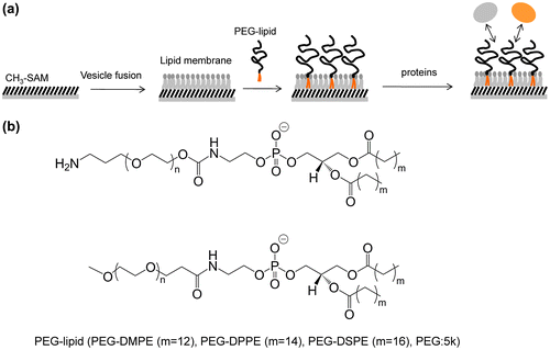 Figure 1. (a) Schematic illustration of PEG-lipid modified supported lipid membrane and interaction with serum proteins. (b) Chemical structures of PEG-lipids (PEG-DMPE (m = 12), PEG-DPPE (m = 14), PEG-DSPE (m = 16)).