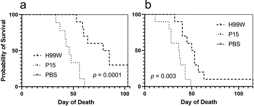 Figure 2. Survival data of mice infected with P15 or H99W. (a) Mice infected intratracheally with strain P15 show decreased survival compared to mice infected with the pre-passage strain H99W or the PBS control. Ten mice were infected for each group. (b) Mice infected intravenously with strain P15 show decreased survival compared to mice infected with the pre-passage strain H99W or the PBS control. Ten mice were infected for each group