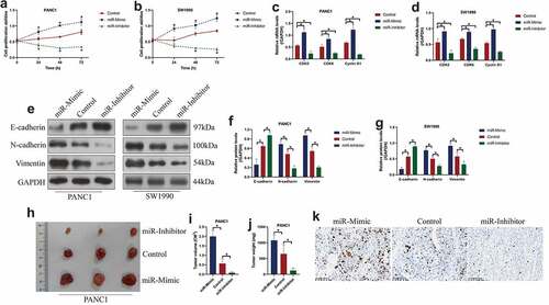 Figure 2. MiR-380-3p was verified as an oncogene to promote cell proliferation, EMT and tumorigenesis in PC cells. (a, b) CCK-8 assay revealed that miR-380-3p promoted cell proliferation in the PANC1 and SW1990 cells, which was dependent on culturing time. (c, d) The expression levels of cell-cycle associated genes, including CDK2, CDK6, and Cyclin D1, were determined by Real-Time qPCR. (e-g) Western Blot analysis confirmed that miR-380-3p downregulated E-cadherin, whereas upregulated N-cadherin and Vimentin to accelerate EMT process in the PC cells. (h-j) The xenograft tumor-bearing mice models were established by using the PANC1 cells, and the results suggested that miR-380-3p promoted tumorigenesis of this PC cell line in vivo. (i) Ki67 expression levels were examined by immunohistochemistry staining assay. Individual experiment was repeated for at least 3 times, and *P < 0.05 was deemed as statistical significance.