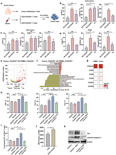 Figure 4. CX3CR1+ T cells display robust anti-tumor reactivity ability and decrease Fas-mediated apoptosis by anti-PD-1 antibody.
