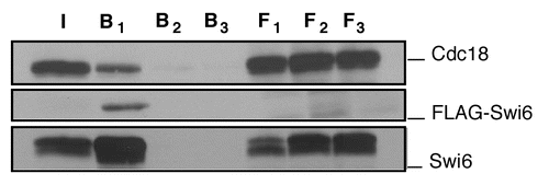 Figure 1 In vivo co-precipitation of Cdc18 and Swi6. Cell extracts were prepared from transformants expressing pREP4X cdc18 3HA and pREP81X FlagSwi6. In vivo binding studies were performed by immunoprecipitating cells extracts on FLAG M2-agarose conjugate beads in the absence (F1, B1) or presence (F2, B2) of FLAG peptide or by incubating the extracts on Sepharose beads (F3, B3). Immunoblotting was done with F7 anti-HA antibodies for cdc18 and anti-FLAG or polyclonal antibody for Swi6. I input, F flow through; B beads.