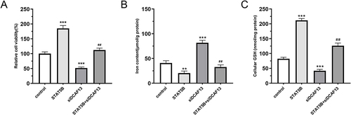 Figure 6 Effect of STAT5B on the level of ferroptosis in Jeko-1 cells through DCAF13. (A) Effects of overexpression of STAT5B and silencing of DCAF13 on MCL cell viability. (B) Effects of overexpression of STAT5B and silencing of DCAF13 on iron ion level in MCL cells. (C) Effects of overexpression of STAT5B and silencing of DCAF13 on GSH in MCL cells. **P < 0.01, ***P < 0.001 vs control; ##P < 0.01 vs STAT5B.