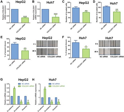 Figure 6 Knockdown of COL22A1 suppressed HCC cell invasion, migration and EMT. (A and B) COL22A1 expression in (A) HepG2 and (B) Huh7 cells after being transfected with NC siRNA or COL22A1 siRNA were determined by qRT-PCR. (C and D) The invasive capacity of (C) HepG2 and (D) Huh7 cells after being transfected with NC siRNA or COL22A1 siRNA was determined by cell invasion assay. (E and F) The migratory capacity of (E) HepG2 and (F) Huh7 cells after being transfected with NC siRNA or COL22A1 siRNA was shown. (G and H) E-cadherin, N-cadherin and vimentin expression in (G) HepG2 and (H) Huh7 cells after being transfected with NC siRNA or COL22A1 siRNA were shown. N = 3. *P<0.05, **P<0.01 and ***P<0.001.