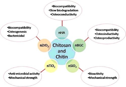 Figure 5. Schematic representation of the various biomaterials used in conjugation with chitosan- and chitin-based scaffolds and the respective properties they impart to the scaffold.