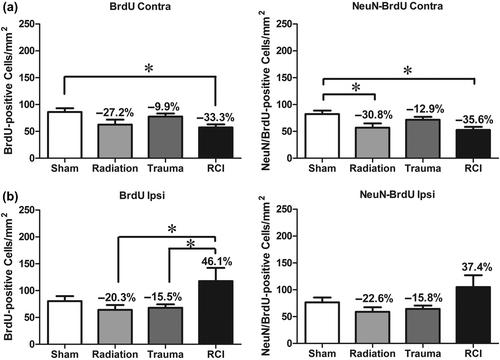 Figure 6. Total number of BrdU+ cells and BrdU+/NeuN+ cells in the dentate subgranular zone of the Adult-RCI cohort. (a) In the contralateral hemisphere, there was a significant group difference for BrdU+ cells (p = 0.029) and BrdU+/NeuN+ (p = 0.015). Radiation significantly decreased the numbers BrdU+ cells and BrdU+/NeuN+ neurons in radiation only and RCI mice (p < 0.05). Percentage change compared with sham-treated animals. (b) In the ipsilateral hemisphere, there was a significant group difference for BrdU+ cells (p = 0.027). RCI significantly increased the numbers of BrdU+ cells compared to radiation and trauma only (p < 0.05). In terms of newly born neurons, there was a trend toward a group difference (p = 0.0508). Percentage change compared with sham-treated animals. Each bar represents the mean of 9–10 mice; error bars are standard error of the mean (SEM).