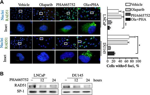 Figure 4 Combined treatment with PHA665752 and olaparib synergistically induced nuclear translocation of RAD51 in prostate cancer cells. (A) RAD51 location was determined via immunofluorescence in prostate cancer cells treated as indicated. Cell nuclei were stained with DAPI. (B) Western blotting analysis of RAD51 in prostate cancer cells treated with PHA665752 for 0, 12, and 24 h. SP-1 was used as a loading control. *p < 0.05; **p < 0.01.