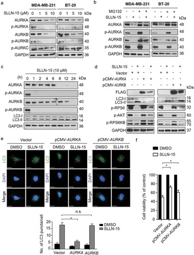 Figure 7. SLLN-15 induced autophagy through downregulation of AURKA-AKT-MTOR axis. (a) MDA-MB-231 and BT-20 cells were treated with either DMSO or indicated concentration of SLLN-15 for 24 h, lysed, immunoblotted with antibodies against AURKA/B/C, AURKA, AURKB and GAPDH (internal control). (b) Lysates from cells treated with either DMSO or 10 μM of SLLN-15 alone or pretreated with MG-132 (2 μM, 24 h) for 24 h were immunoblotted with antibodies against p-AURKA/B, AURKA, AURKB and GAPDH (internal control). (c) BT-20 cells were treated with either DMSO or 10 μM of SLLN-15 for the indicated time, lysed and immunoblotted with anti-p-AURKA/B, anti-AURKA, anti-AURKB, LC3B and GAPDH (internal control) antibodies. (d) 293T cells were transfected with an empty vector (pCMV), pCMV-AURKA or pCMV-AURKB plasmids for 48 h, and then cells were treated with 10 μM of SLLN-15 for another 24 h and immunoblotted with antibodies against FLAG-tag, LC3B, p-S240/244-RPS6, p-S473-AKT, p-T421/S424-RPS6KB and anti-GAPDH as an internal control. (e) 293T cells transfected with an empty vector (pCMV), pCMV- AURKA or pCMV-AURKB plasmids for 48 h were then treated with either DMSO or SLLN-15 (10 μM) for 24 h, fixed and stained with anti-LC3 antibody (green) and with DAPI (blue); scale bar: 20 μm (left); quantification on the right shows the average number of LC3 puncta per cell (mean ± SEM, n = 30 cells from 3 independent experiments, *p < 0.05). (f) 293T cells were transfected with an empty vector (pCMV), pCMV-AURKA or pCMV-AURKB plasmids for 48 h, and then cells were treated with either DMSO or 10 μM of SLLN-15 for another 24 h. Cell viability was measured by the MTT assay. Data are presented as mean ± SEM, n = 6, *p < 0.05).