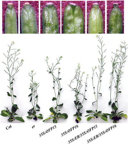 Figure 1. Phenotypes of 35S:ER/35S:OFP15 and 35S:ER/35S:OFP16 transgenic plants. Lower, morphology of the Col wild type, er mutant, 35S:OFP15, 35S:OFP16, 35S:ER/35S:OFP15 and 35S:ER/35S:OFP16 transgenic plants. Upper, close view of the silique end of the fourth silique from main inflorescence of Col wild type, er mutant, 35S:OFP15, 35S:OFP16, 35S:ER/35S:OFP15 and 35S:ER/35S:OFP16 transgenic plants. All the plants were grown side by side in soil pots. Plants ∼7-week-old were photographed by using a digital camera.