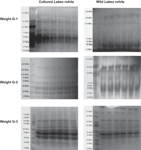 Figure 2b Protein profile of cultured and wild Labeo rohita of three weight groups on 10% SDS-PAGE (Lane [1–6] fish sample and marker [M]).