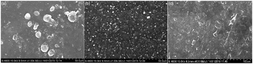 Figure 11. FESEM images of (a) Drug-loaded polymeric stent incubated in PBS solution (b) Drug-loaded polymeric stent incubated in distilled water (c) Drug-loaded polymeric stent (control).