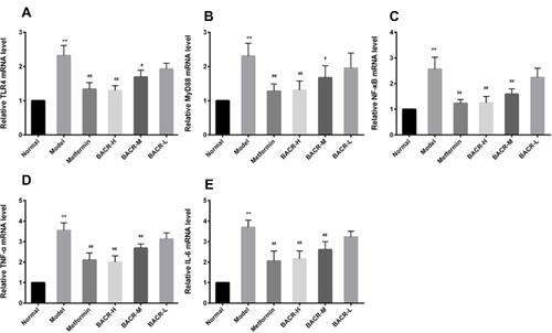 Figure 8 Effects of BACR on the levels of TLR4 (A), MyD88 (B), NF-кB (C), TNF-α (D), and IL-6 (E) mRNA: Metformin group: 320mg/kg; BACR-H group: 120mg/kg; BACR-M group: 60mg/kg; BACR-L group: 30mg/kg. Data are presented as the mean ± SD (n = 3). **P< 0.01 vs Normal control group. #P < 0.05 or ##P<0.01 vs Model control group.