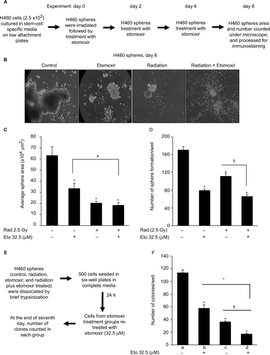 Figure 1 Etomoxir combination improves radiation efficacy against sphere formation by H460 lung epithelial cancer cells.