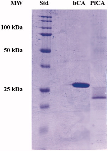Figure 2. SDS-PAGE of bCA and PfCA. The gel was stained with Coomassie blue and run under denaturing but non-reducing conditions (see text for details). Gels were loaded with 300 ng/well of bCA and PfCA.
