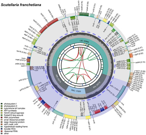 Figure 2. The chloroplast genome map of S. franchetiana. The circle map of chloroplast genome map of S. franchetiana. Genes are depicted within distinctive colored boxes encircling the outer circle, with genes transcribed in a clockwise direction inside the circle and those transcribed counter-clockwise positioned outside. The circles closest to the center are indicated by red and green arcs for forward and reverse repeats, respectively. The inner circle displays a gray region, indicating the GC content, while the quadripartite structure (LSC, SSC, IRA, and IRB) is accurately represented within the inner circle.
