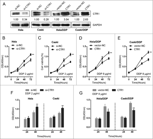 Figure 1. Effect of CTR1 in cervical cancer cell chemoresistance to DDP (A) HeLa and CaSki cells were transfected with si-CTR1; HeLa/DDP and CaSki/DDP cells were transfected with CTR1 vectors. CTR1 protein levels were verified using Western blot assays. (B)-(E) The cell viability of si-CTR1-transfected HeLa and CaSki cell upon 2 μg/ml DDP treatment and CTR1-transfected HeLa/DDP and CaSki/DDP cell upon 8 μg/ml DDP treatment was determined using MTT assays. (F)-(G) The DNA synthesis capability of si-CTR1-transfected HeLa and CaSki cell upon 2 μg/ml DDP treatment and CTR1-transfected HeLa/DDP and CaSki/DDP cell upon 8 μg/ml DDP treatment was determined using BrdU assays. The data are presented as mean ± SD of three independent experiments. *P<0.05, **P<0.01.