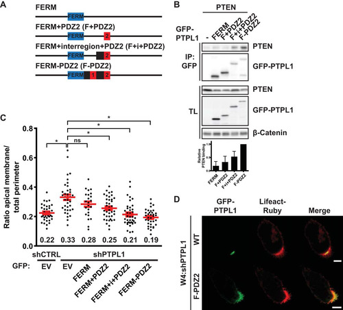 FIG 6 A minimal version of PTPL1, composed of the FERM domain and the PTEN binding region, is able to rescue apical membrane clustering in PTPL1-depleted cells. (A) Schematic representation of minimal PTPL1 mutants. FERM, 4.1, ezrin, radixin, moesin domain. (B) Coimmunoprecipitation of PTEN with minimal PTPL1 versions in HEK293T cells. Bottom, quantification of relative PTEN binding normalized to GFP-FERM-PDZ2. Error bars represent the SEM (n = 4). (C) Quantification of apical membrane size in W4:shCTRL and W4:shPTPL1 cells expressing EV or GFP-PTPL1 mutants. Red bars represent the average. Error bars represent the SEM (n > 24 in at least three experiments). *, P < 0.05 using independent sample t tests. ns, not significant (P > 0.05). (D) Localization of GFP-PTPL1, GFP-FERM-PDZ2, and Lifeact-Ruby in PTPL1-depleted W4 cells. Scale bars, 5 μm.