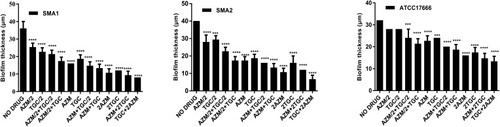 Figure 7 In vitro effects of tigecycline combined with azithromycin on biofilm thickness of S. maltophilia strains after 12 h. Results are expressed as means ± SDs. Compared with the control group, the difference was statistically significant in clinical isolates SMA1and SMA2. ****P <0.0001, ***P <0.001. Compared with the control group, the difference was statistically significant except 0.5x MIC tigecycline and 0.5x MIC azithromycin alone in standard strain ATCC17666. ****P <0.0001, ***P <0.001.