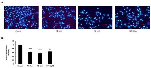 Figure 4. BPH condition amended by reducing cell proliferation: Human BPH-1 cells were treated with NF 3, 9 µM and SFN 15 µM for 48 h. A. After treated for 48 h, alive cells were determined with immunofluorescence analysis using DAPI staining, B. Relative Fluorescence intensity. Values are presented as means ± SD (n = 3). For NF: ***P< 0.001 compared to control group. For SFN: ##P< 0.01 compared to control group (no treatment).