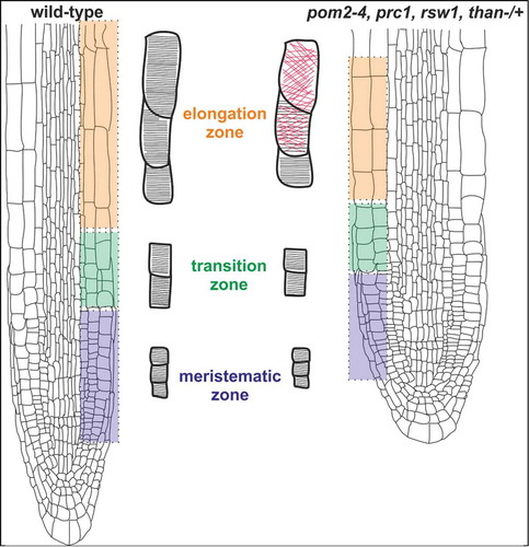 Figure 3. A graphical model illustrating the effect of cellulose-deficient primary cell wall mutants on cortical microtubule orientation in Arabidopsis thaliana root. The short primary root phenotype of pom2–4, prc1, rsw1 and than mutants is caused by reduction of anisotropic cell expansion, originating from decreased cellulose microfibril deposition. Suppression of cell expansion results in alteration of cortical microtubule orientation from a transverse (black lines) to a random (red lines) pattern in the fast elongation zone. On the contrary, in the meristematic and transition zones cortical microtubules exhibit transverse orientation (black lines) reminiscent of the pattern in wild-type roots. The mutants are: pom2–4 of Cellulose Synthase Interacting1 protein (CSI1),Citation3 prc1 (procuste1 of CesA6),Citation13 rsw1 (radially swollen1 of CesA1),Citation11,12 and than (thanatos of CesA3).Citation19