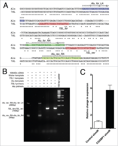 Figure 3. Alu and 7SL PCR primers, test of specificity and quantitation of Alu RNA. (A) Location of primers: Alu_rev_RA (yellow shade) will amplify a 90 bp fragment with Alu_for_RA (Alu forward primer annealing in right arm, green shade) and a 230 bp fragment with Alu_for_LA (Alu forward primer annealing in left arm, blue shade). The 2 7SL primers (7SL_for and 7SL_rev; pink shade) will amplify a 160 bp fragment. Poor sequence complementarity between 7SL primers and Alu consensus sequence ensures no Alu amplification by 7SL primers. Alu_rev_RA primer has been extended by 3 bases at the 3′ end (rest of the sequence the same as described by Marullo et al., 2010) to generate terminal mismatch between Alu_rev_RA primer and 7SL template. This prevent cross amplification of 7SL by Alu primers. (B) By using cDNA as a general template, purified 90 and 160 bps Alu fragments as Alu template and annealed oligos of 7SL1 sequence as 7SL-specific template (see methods for sequence), the specificity of the primers was confirmed. (C) qPCRs show that CGGBP1 depletion by CGGBP1 shmiR induced Alu RNA levels as compared to control shmiR (P < .0001; n = 3). Y-axis values are obtained from subtraction of Ct values of an all-sample-mix as an internal standard from the Ct values of each sample and the difference subjected to negative power of base 2. The values were then normalized to set control (Stimulated) to a mean of 1.