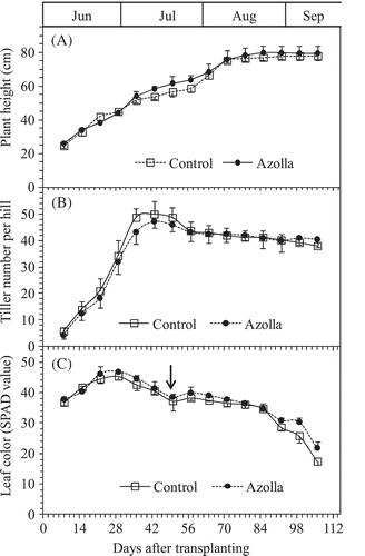 Figure 2. Changes in plant heights (A), tiller numbers of rice plants (B), and leaf color in SPAD values (C) between the rice growth on the two treatments of absence (Control) and presence of A. filiculoides (Azolla) throughout the experiment. Bars indicate standard deviation (n = 4). Arrow indicates the day of fertilizer addition.