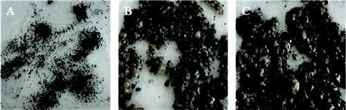 Figure 5. Sludge morphology change in UASB: 1st day (a); 15th day (b); 27th day (c).
