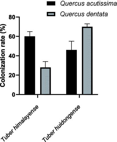 Figure 5. Ectomycorrhizal colonization rates of two oak trees (Quercus acutissima and Q. dentata) inoculated with two truffle species (Tuber himalayense and T. huidongense) collected in Korea. Values represent the mean ± standard deviation. *p < 0.05; **p < 0.01.