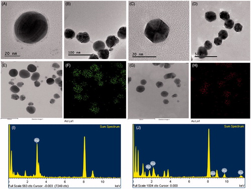Figure 3. FE-TEM image of spherical shape P-AgNPs (A, B) and hexagonal shape P-AuNPs (C, D). Elemental mapping of P-AgNPs, electron micrograph image and respective silver elements distribution (E, F). Elemental mapping of P-AuNPs electron micrograph image and respective gold elements distribution (G, H). EDX spectrum of P-AgNPs (I) and P-AuNPs (J), respectively.