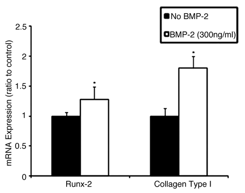 Figure 4 BMP-2 upregulates expression of osteogenic markers in human osteosarcoma tumorigenic ALDHbr cells. Relative quantitative mRNA expression of Runx-2 and collagen type I genes in ALDHbr cells freshly isolated from OS99-1 xenografts treated with 300 ng/mL of BMP-2 for 48 h. Gene expression levels were normalized to β-actin. Runx-2 and collagen type I in ALDHbr cells were all consistently higher than those in control cells (*p < 0.05). Each experiment was performed three times; representative examples are shown.