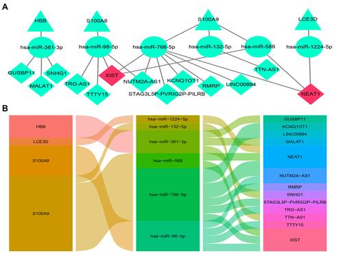 Figure 12 The lncRNA–miRNA–mRNA ceRNA network of AD. (A) The ceRNA network was constructed through Cytoscape software. The triangle represents the hub gene, and the circle represents the miRNA and the rhombus represents the lncRNA. The lncRNA whose degree was highest was painted red. (B) The alluvial diagram of the ceRNA network.