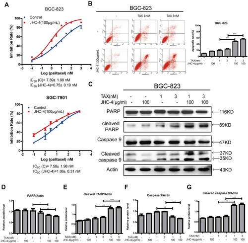 Figure 5 JHC-4 combined with TAX-induced apoptosis. (A) The synergistic anti-proliferation effect was detected by MTT, after treatment with 100 μg/mL of JHC-4 and indicated concentrations of TAX for 48 hrs. (B) The synergistic apoptosis effect was determined by flow cytometry analysis, after treatment with 100 μg/mL of JHC-4 and indicated concentrations of TAX for 48 hrs. (C) The expression of apoptosis-related proteins (PARP, cleaved PARP, caspase-9, and cleaved caspase-9) was checked by Western blot, after different treatments for 48 hrs. (D) The statistical result of PARP after different treatments. (E) The statistical result of cleaved PARP after different treatments. (F) The statistical result of caspase-9 after different treatments. (G) The statistical result of cleaved caspase-9 after different treatments. The data are expressed as the mean ± S.D. of three independent experiments. *Indicates a significant difference from control by Student’s t-test analysis. *P<0.05, **P<0.01, ***P<0.001.