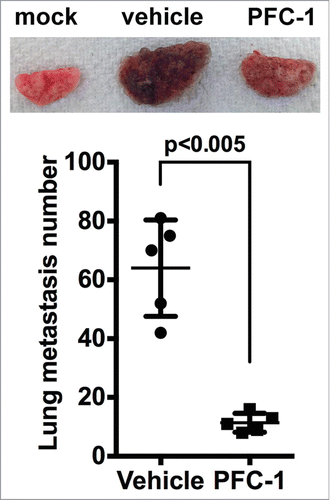 Figure 6. Effect of PFC-1 on the B16F10 melanoma metastasis model. C57BL/6 mice were i.v. injected with 5*105 B16F10 melanoma cells on day 0 and a single dosage of 10 μg PFC-1 or equal volume of vehicle was administered. On day 21, the lungs were removed and metastasis nodes were counted. (Top) A representative figure of the lungs and (bottom) the lung metastasis number. The data are shown as the mean ± SD, n = 5 , t test.
