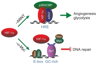 Figure 1 A schematic representation of the HIF-1α–ARNT pathway and the HIF-1α–c-Myc pathway. Stabilized HIF-1α participates in the canonical HIF-1α– ARNT pathway (–ARNT) through dimerization with its binding partner ARNT, recruitment of the transcription coactivator p300/CBP, and binding to the HRE in the promoter of the angiogenic and glycolytic genes for transcriptional activation. Alternatively, the HIF-1α–c-Myc pathway (–c-Myc) involves HIF-1α competing with c-Myc for binding to the transcription factor Sp1 in the promoter of DNA repair genes, resulting in selective c-Myc displacement and gene repression.Abbreviations: HIF, hypoxia-inducible factor; ARNT, aryl hydrocarbon receptor nuclear translocator; HRE, hypoxia-responsive element.