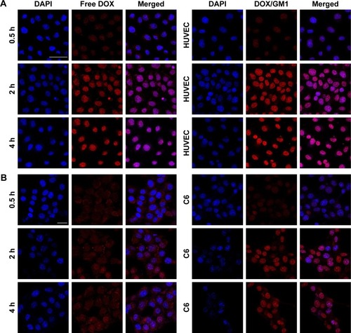 Figure 2 Kinetics of cellular uptake of free DOX and DOX/GM1 incubated with HUVECs (A, scale bars: 50 µm) and C6 cells (B, scale bars: 25 µm), respectively.Abbreviations: DAPI, 4′,6-diamidino-2-phenylindole; DOX, doxorubicin; HUVECs, human umbilical vein endothelial cells.