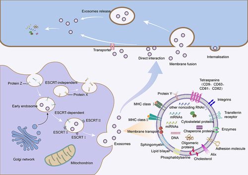 Figure 1 Parental cells (left) release exosomes, which carry bioactive molecules to the surrounding environment. Exosomes, characterized as small vesicles adorned with molecular markers, mediate the transfer of molecules such as miRNA and proteins to target cells. This interaction occurs through binding to surface receptors on the target cells or by means of endocytosis, subsequently initiating a cascade of signal transduction pathways that modulate the functions of the target cells. This process leads to immune regulation, inflammation suppression, and other biological responses.